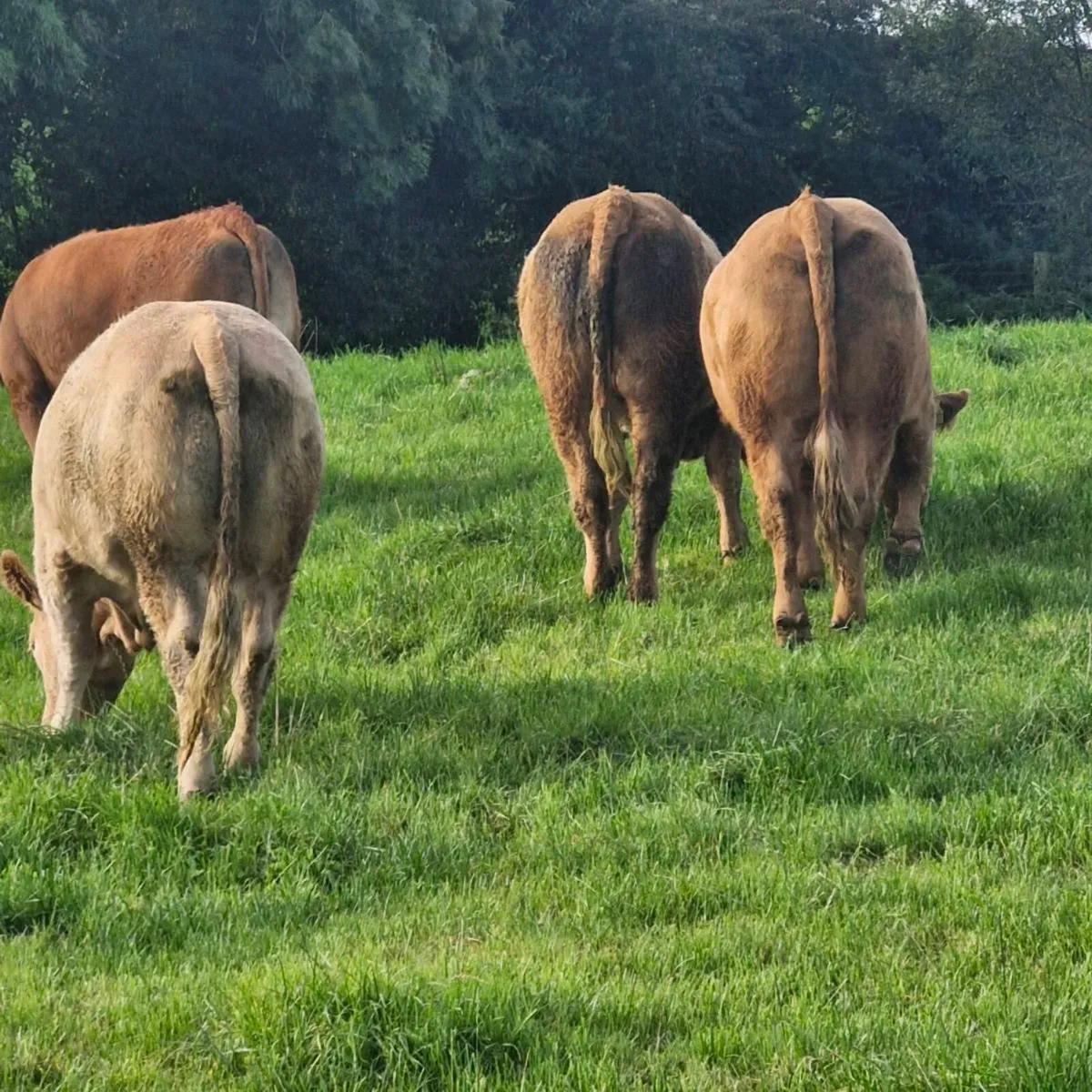 BEEF CATTLE - Image 3