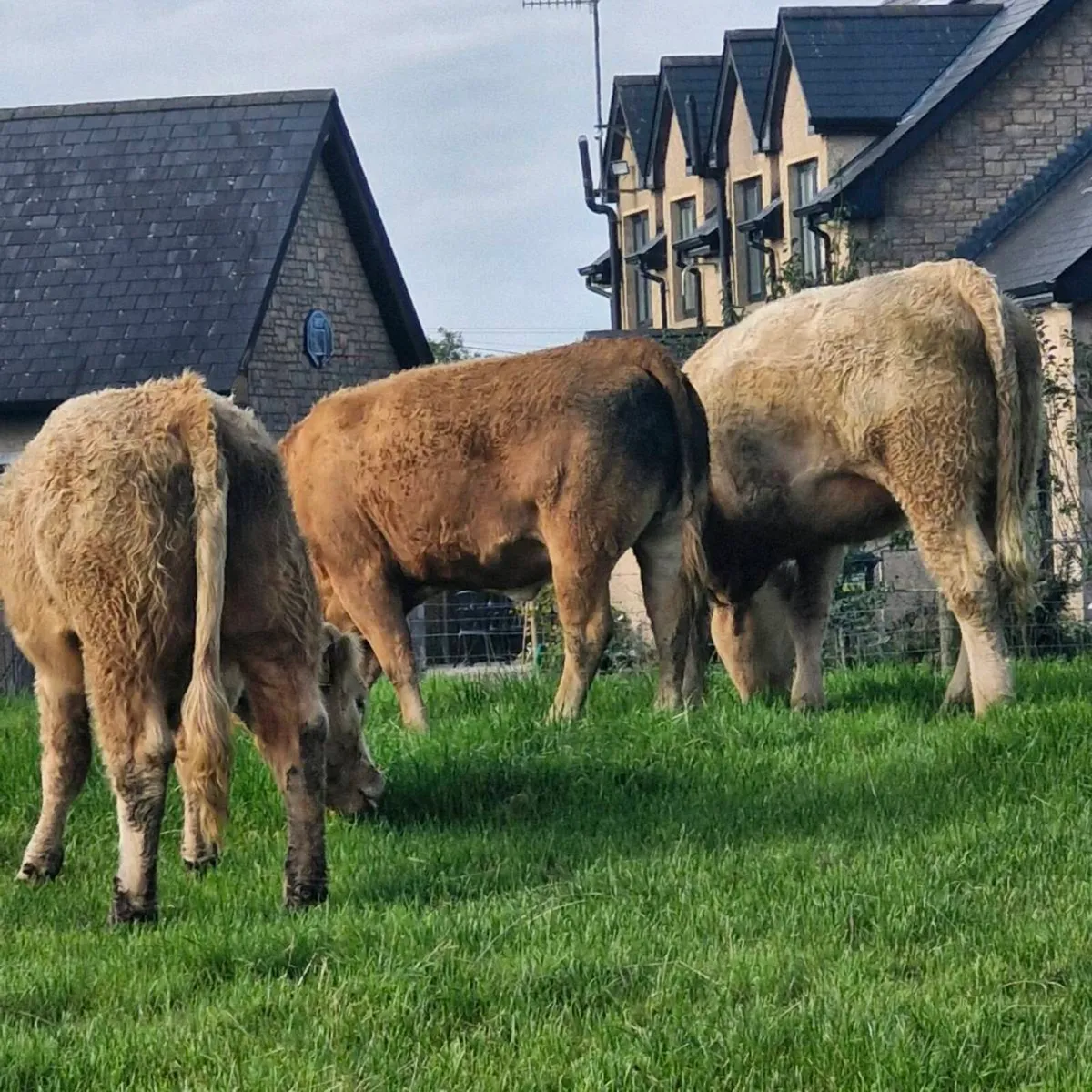 BEEF CATTLE - Image 4