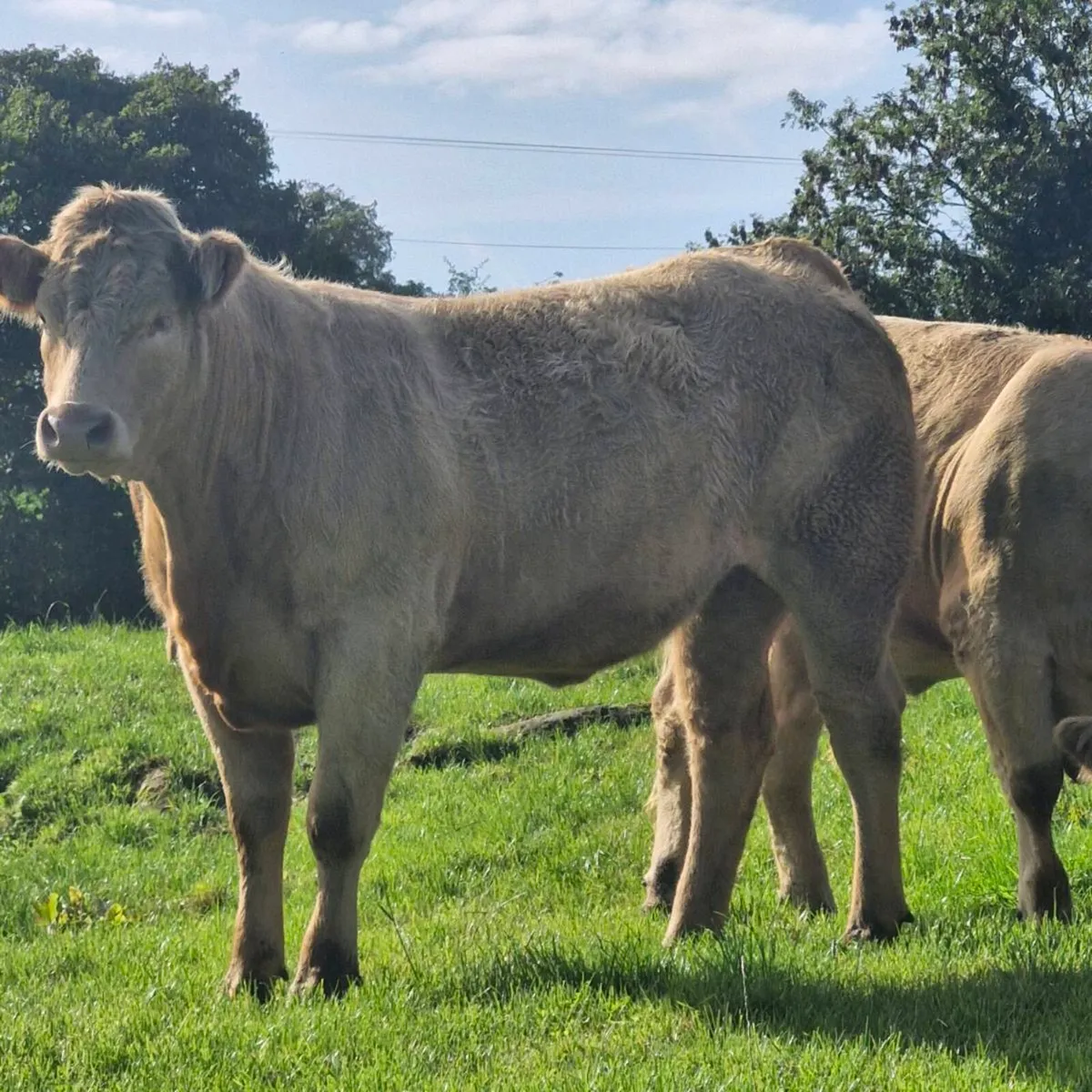 BEEF CATTLE - Image 1