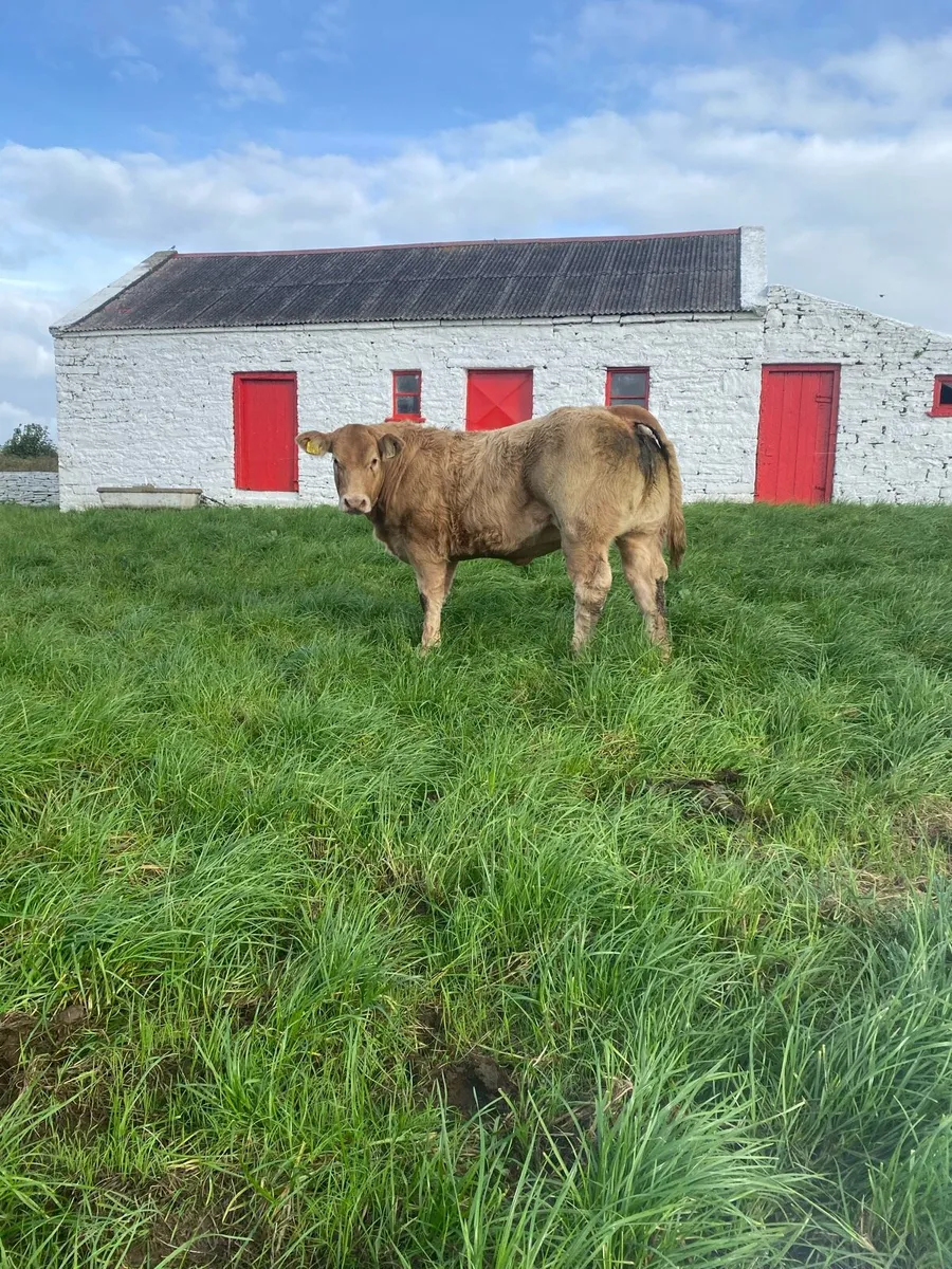 Charolais heifers for Kilfenora Mart - Image 1