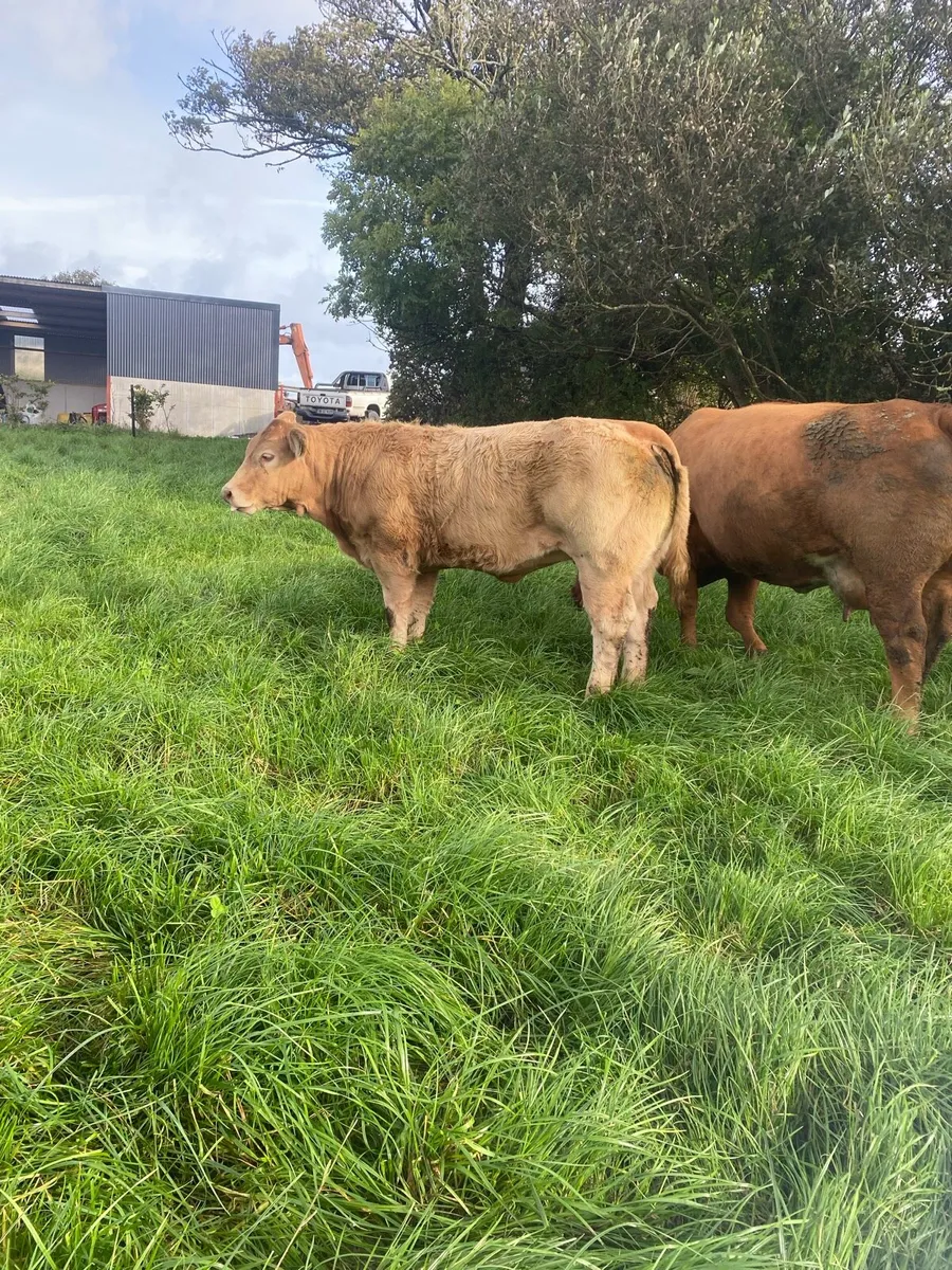 Charolais heifers for Kilfenora Mart - Image 4