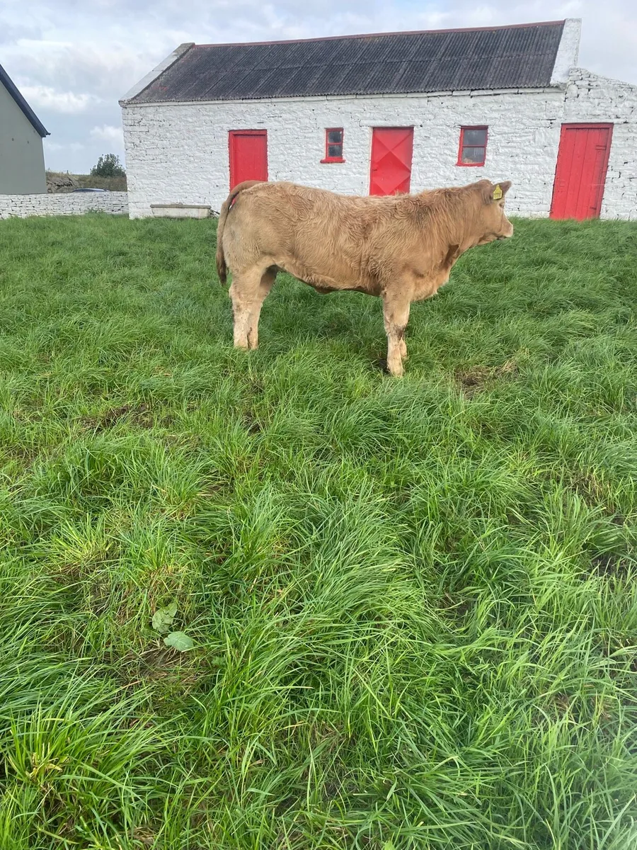 Charolais heifers for Kilfenora Mart - Image 2