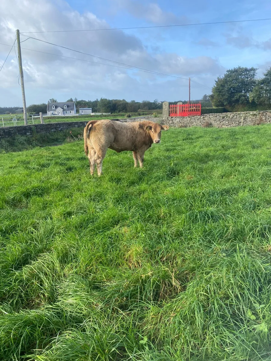 Charolais heifers for Kilfenora Mart - Image 3