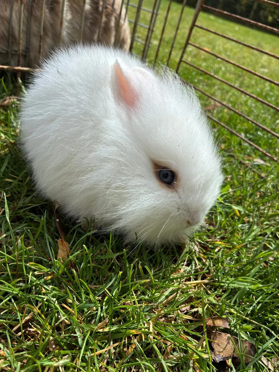 Rabbits - Image 4