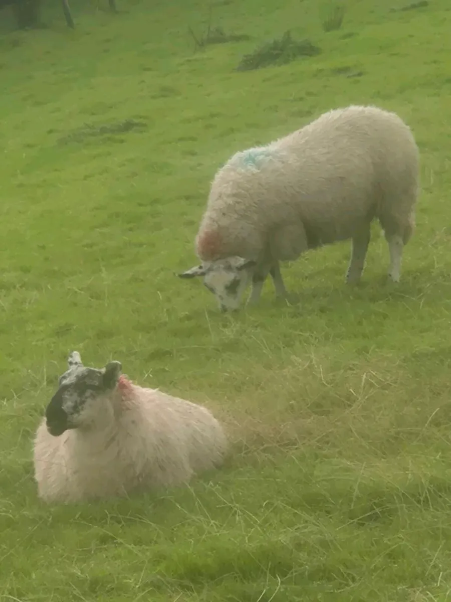 Ewe Lambs - Image 2