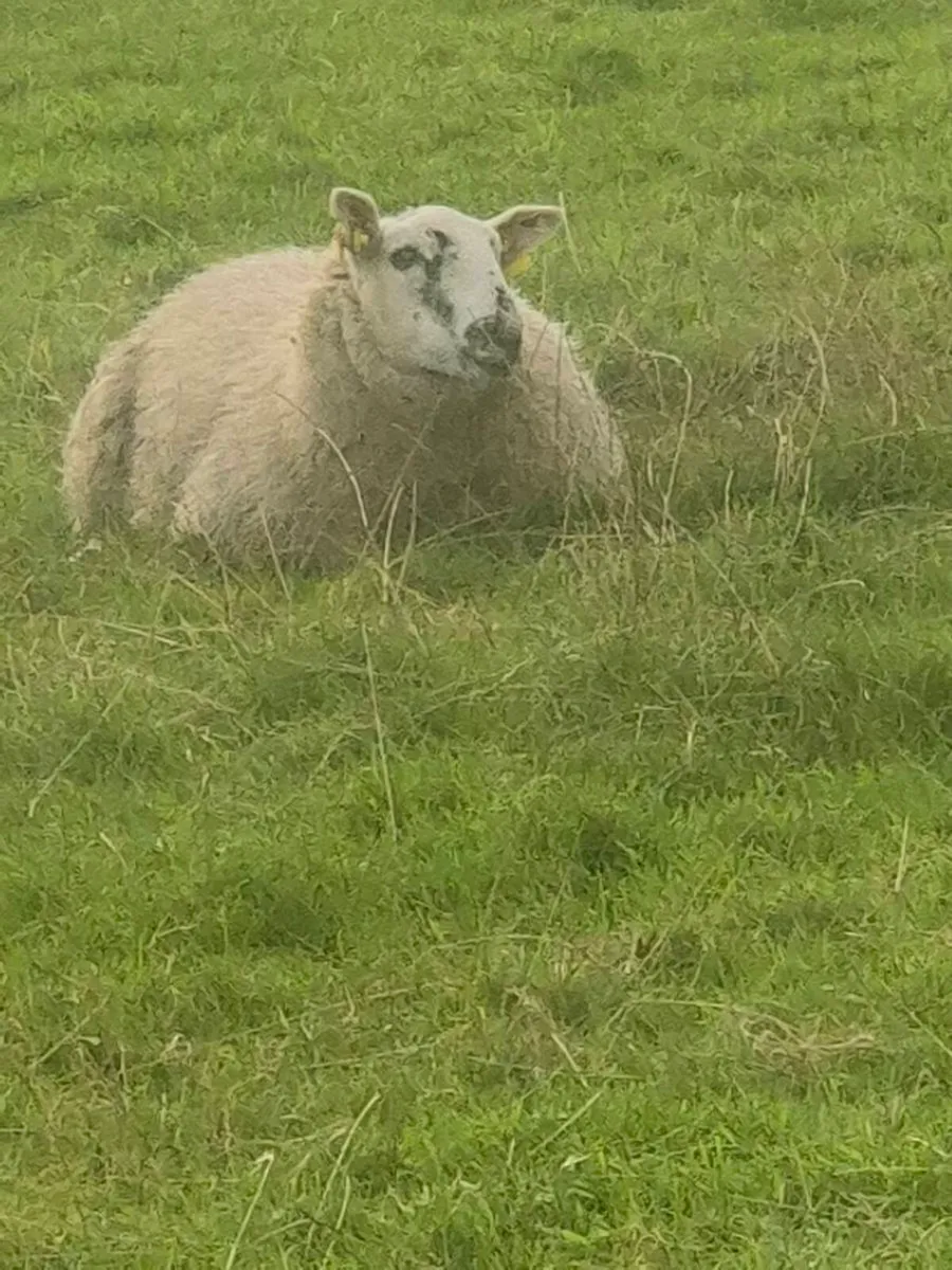 Ewe Lambs - Image 3