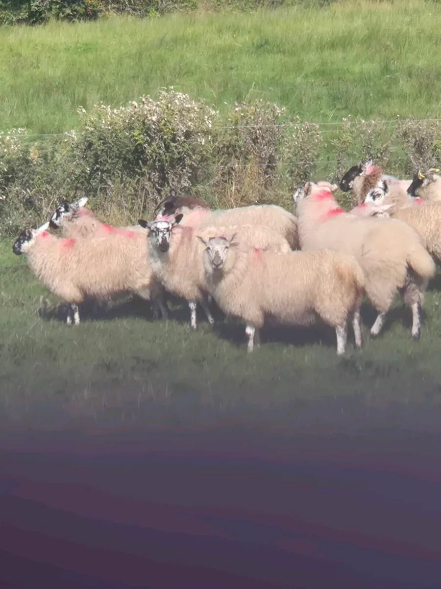 Ewe Lambs - Image 4