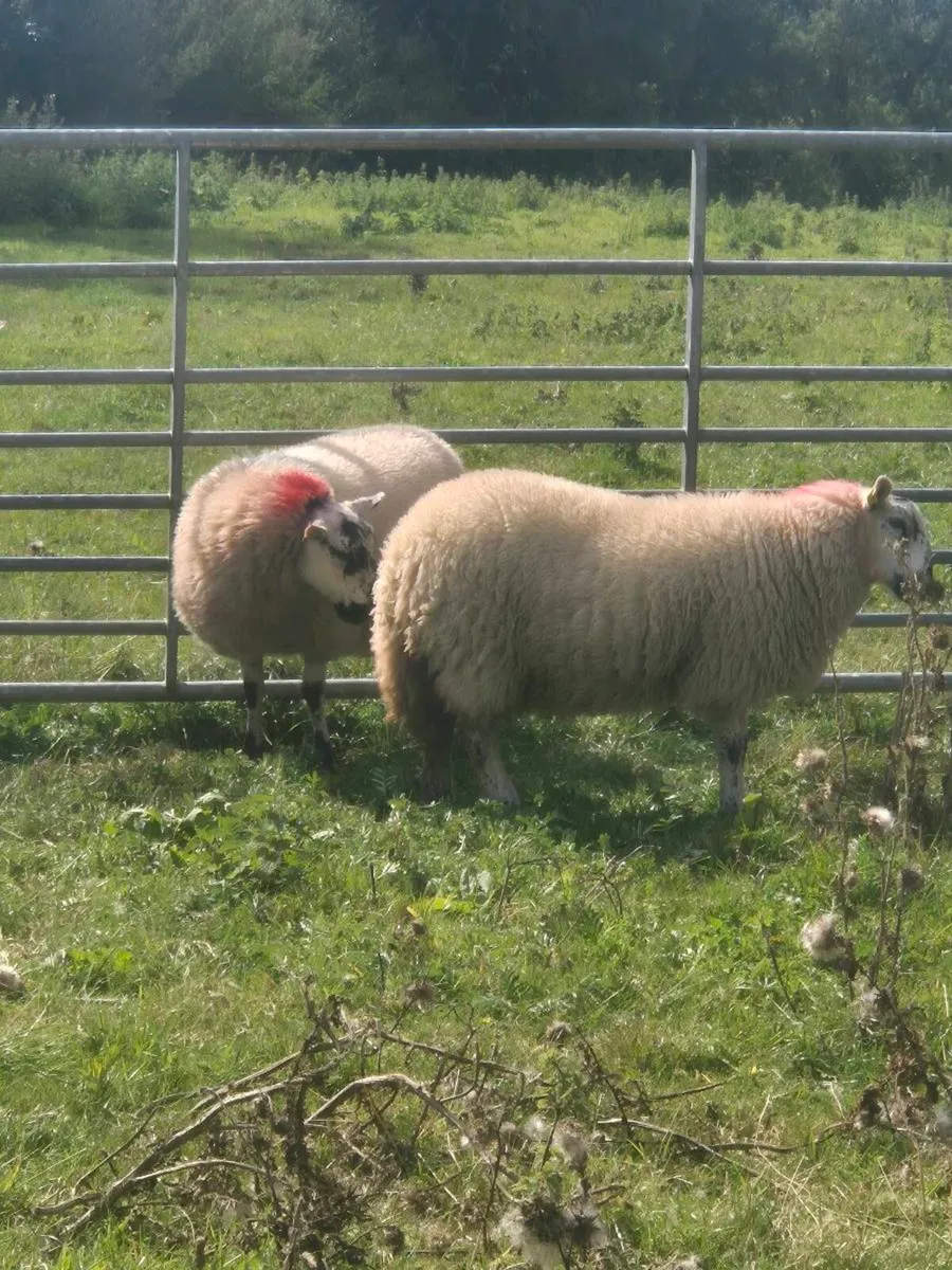 Ewe Lambs - Image 4