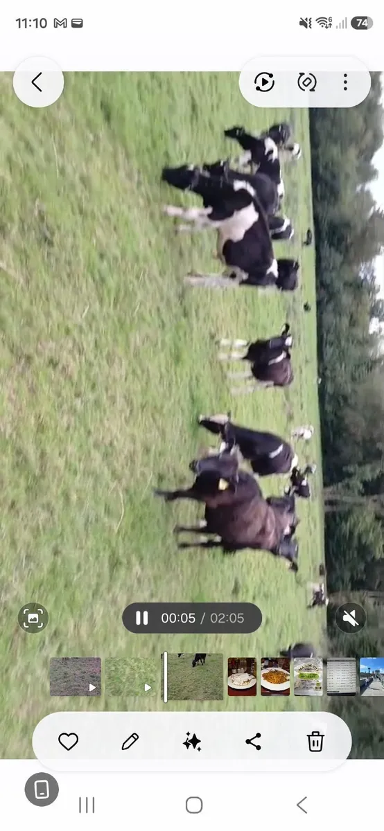 Calves - Image 2