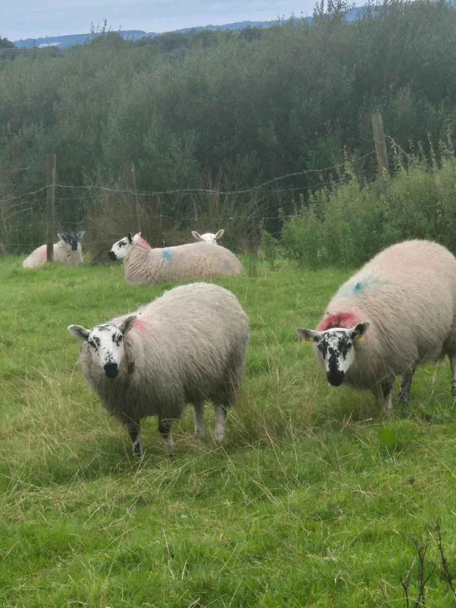 Ewe Lambs - Image 3