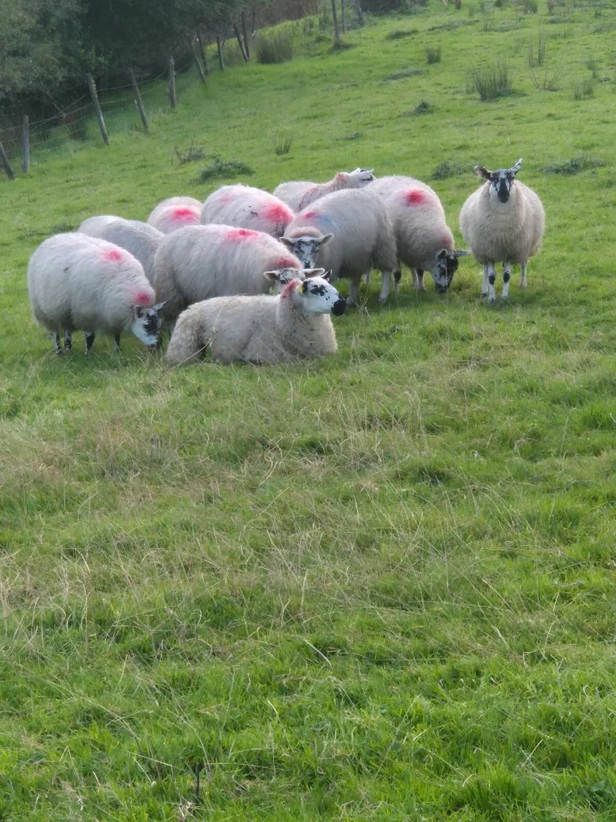 Ewe Lambs - Image 1