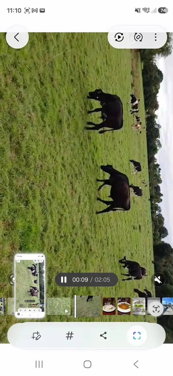 Calves - Image 4