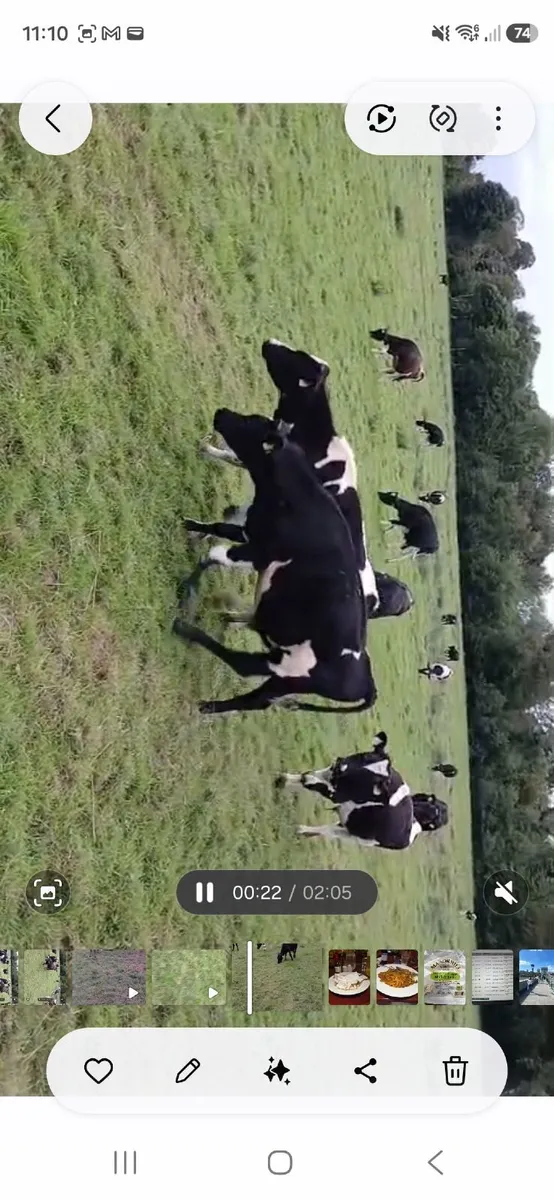 Calves - Image 1