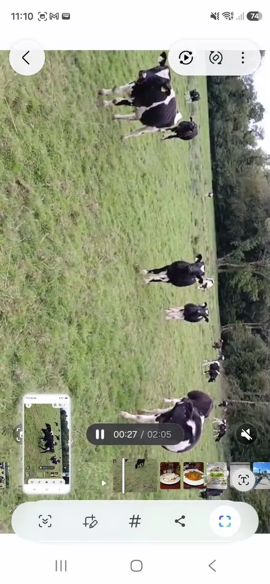 Calves - Image 3
