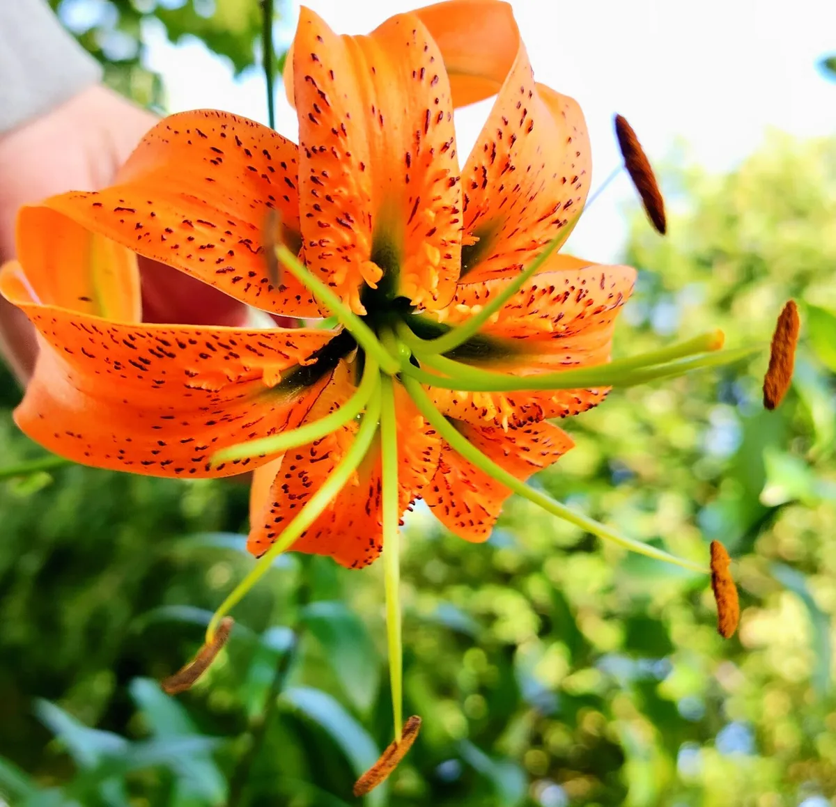Martagon Lilies