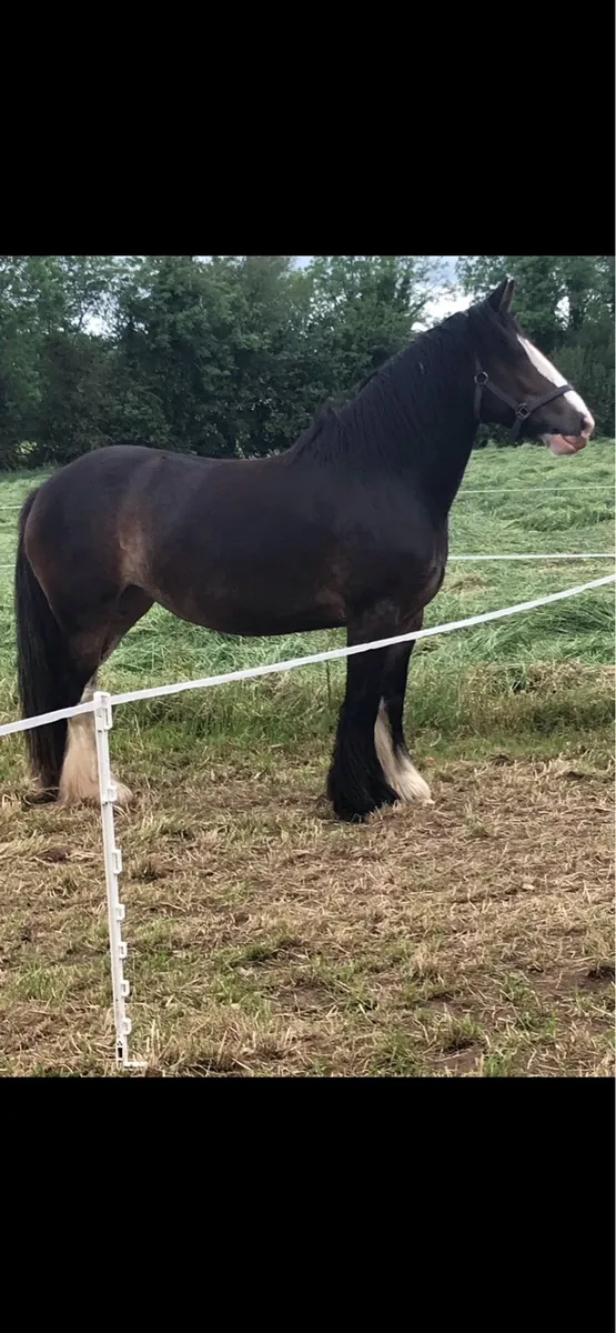 Cob broodmare - Image 2