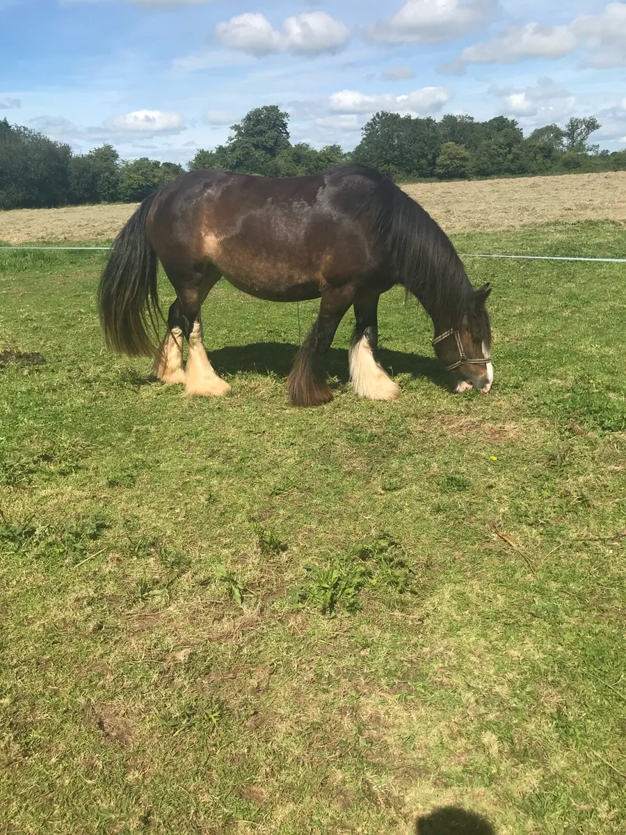 Cob broodmare - Image 1