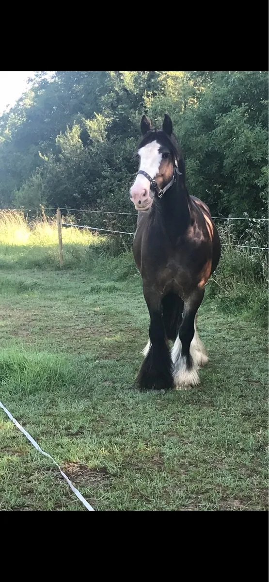 Cob broodmare - Image 3
