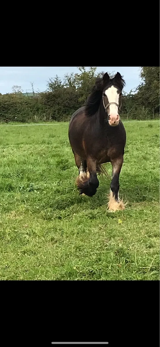 Cob broodmare - Image 4