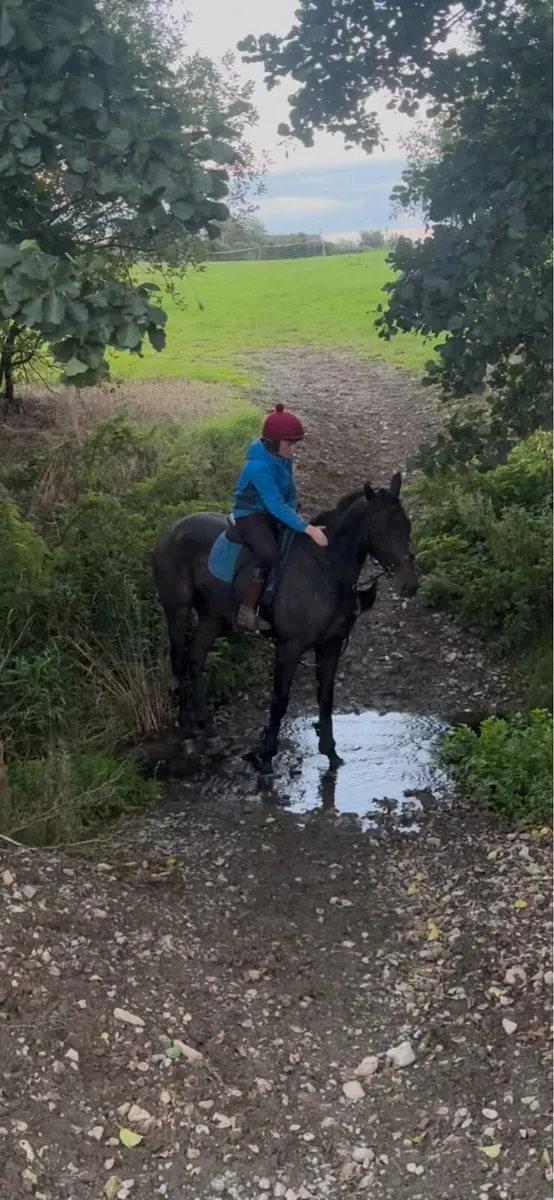 Tb gelding - Image 1