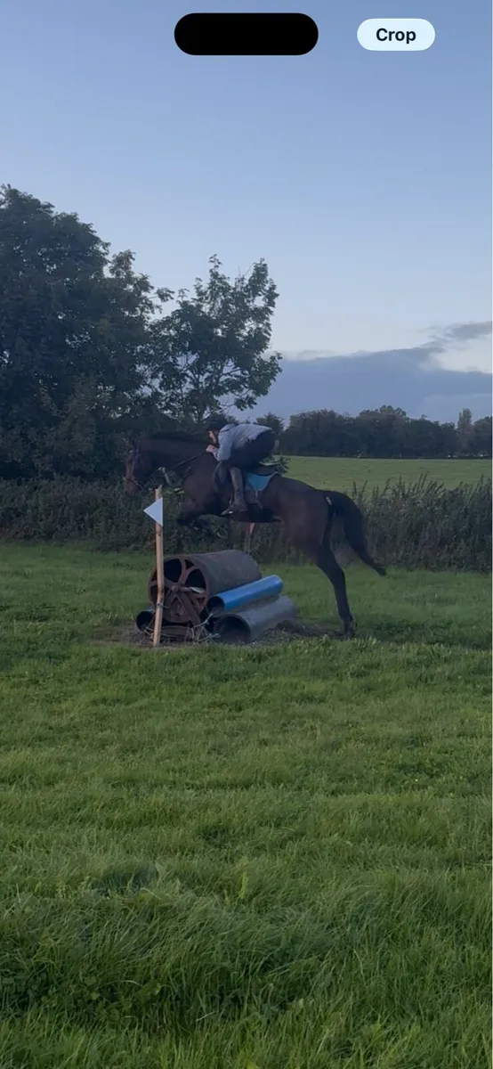 Tb gelding - Image 2