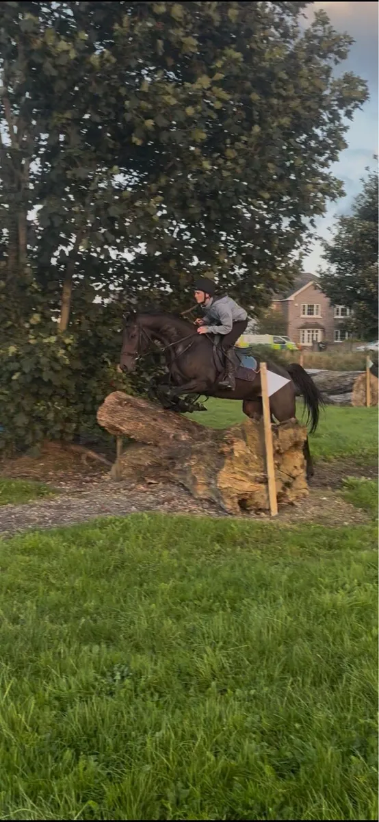 Tb gelding - Image 3
