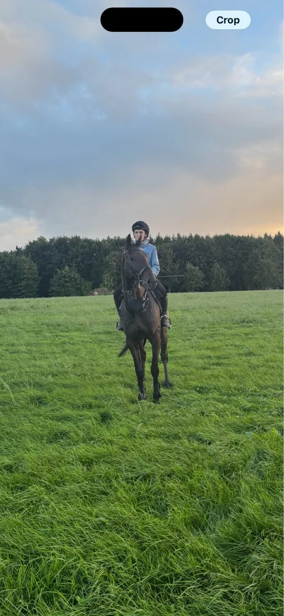 Tb gelding - Image 4