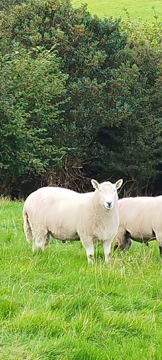 4 Year Old Cheviot Ram for Sale - Image 1