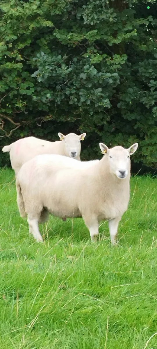 4 Year Old Cheviot Ram for Sale - Image 2