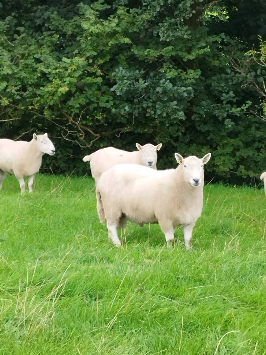 4 Year Old Cheviot Ram for Sale - Image 3