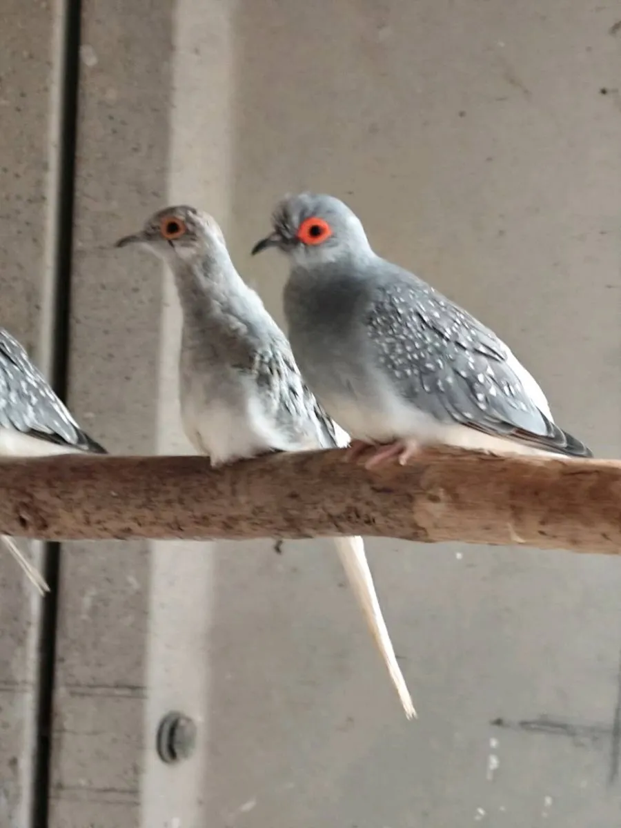 Birds - Image 1