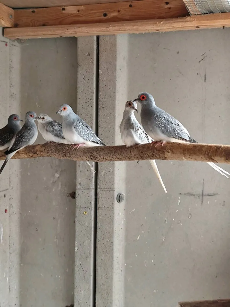 Birds - Image 2