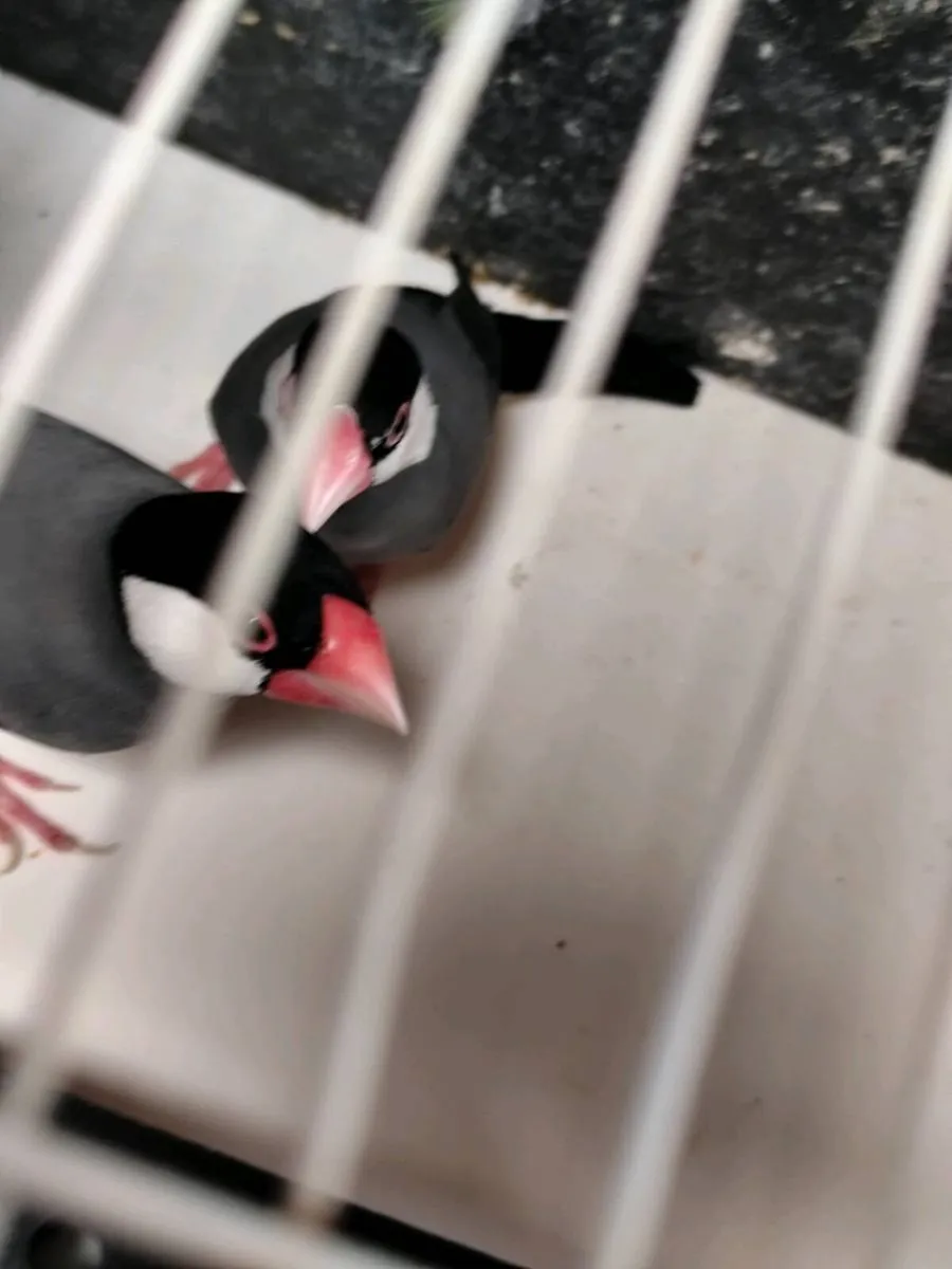 Birds - Image 3
