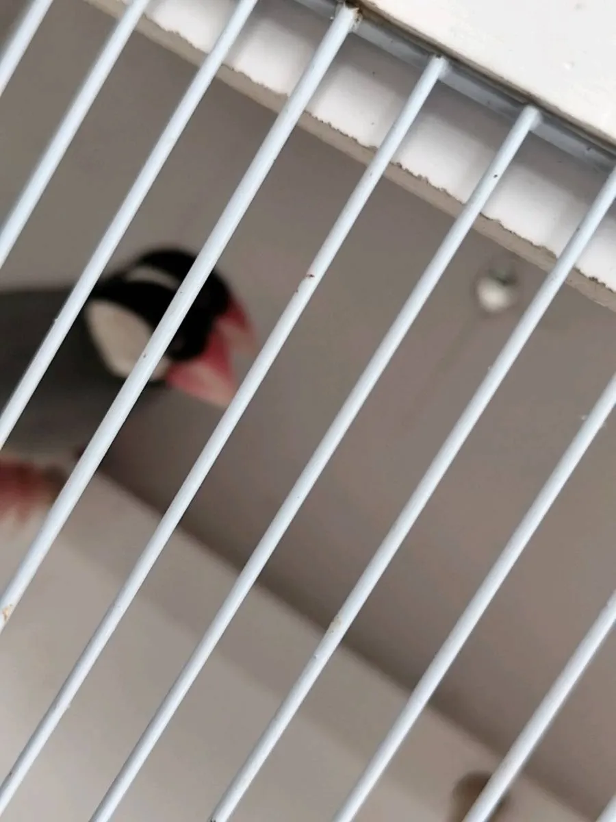 Birds - Image 4