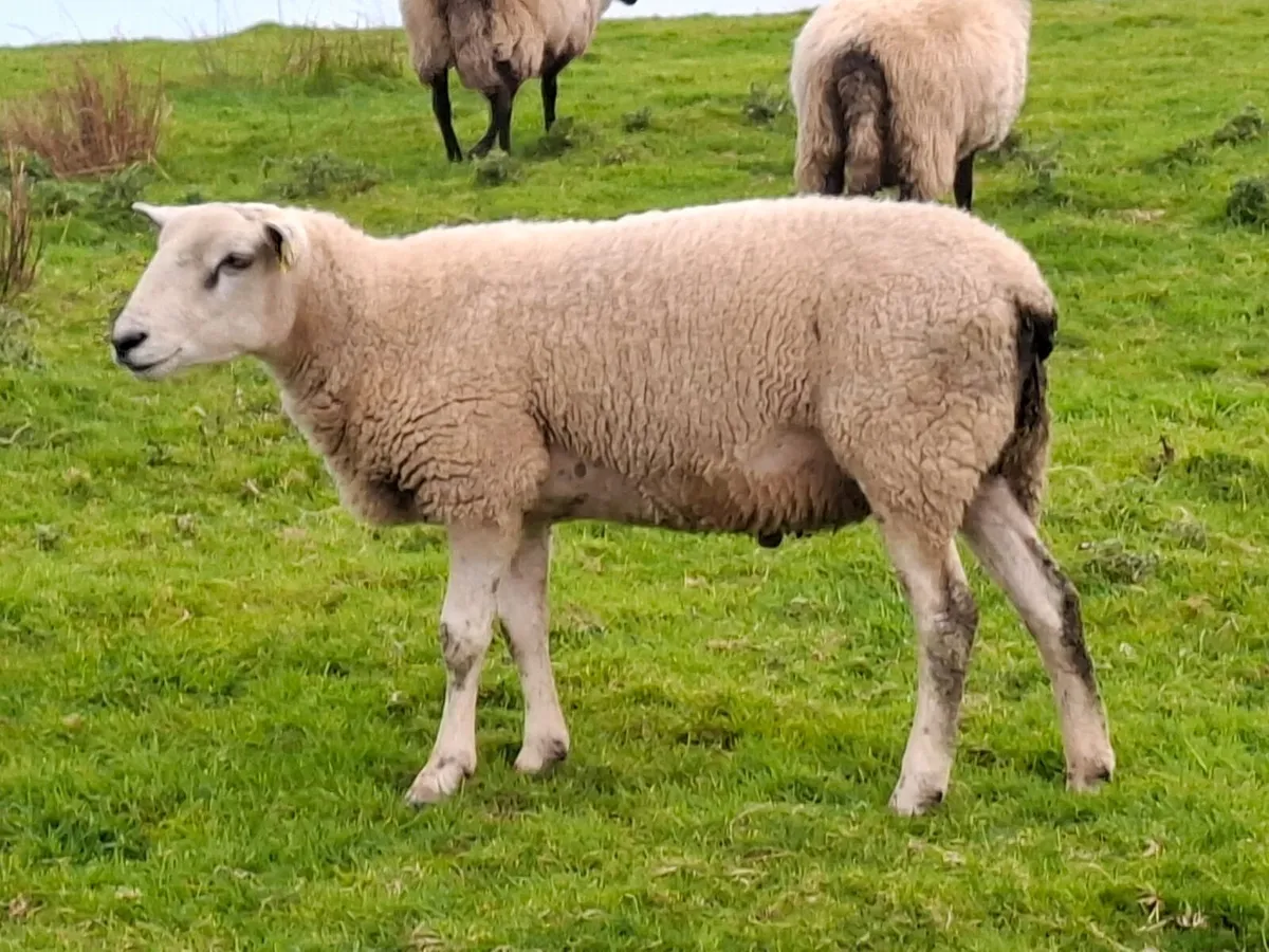 💥Aberfield hoggot💥 - Image 2