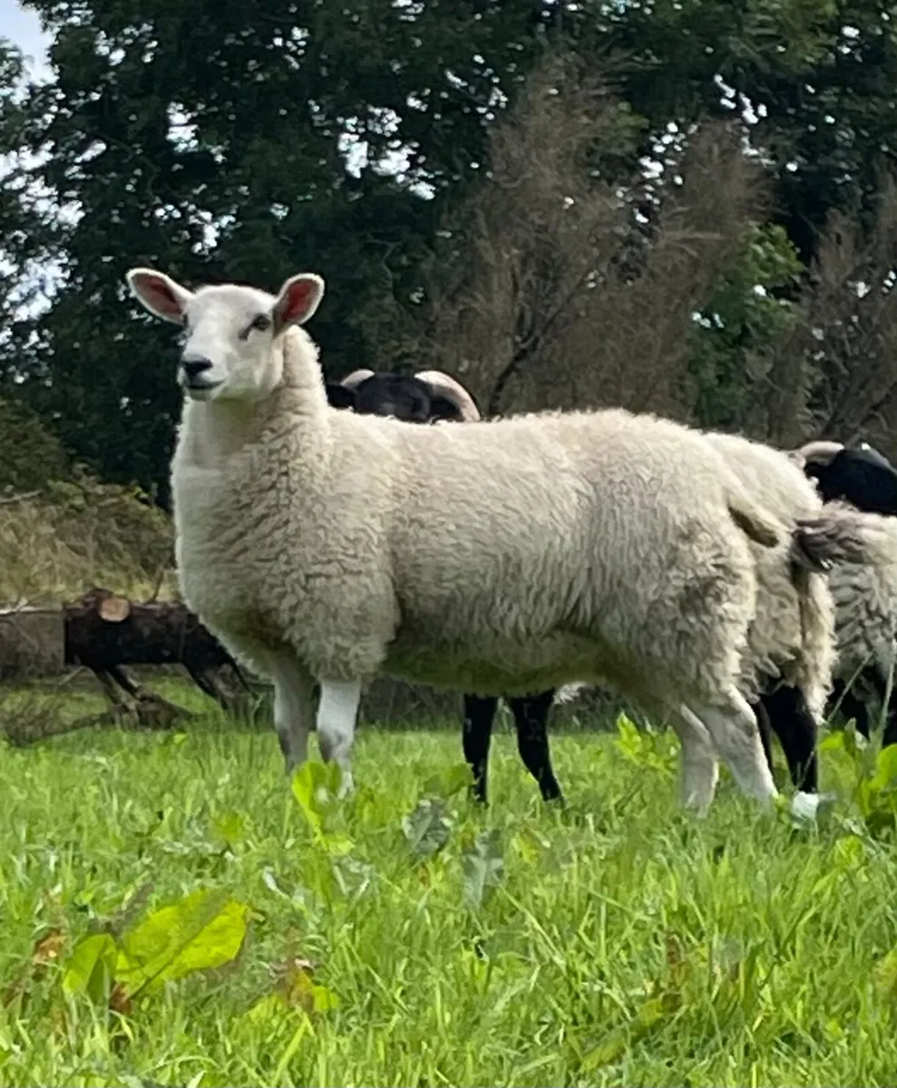 💥Aberfield hoggot💥 - Image 3