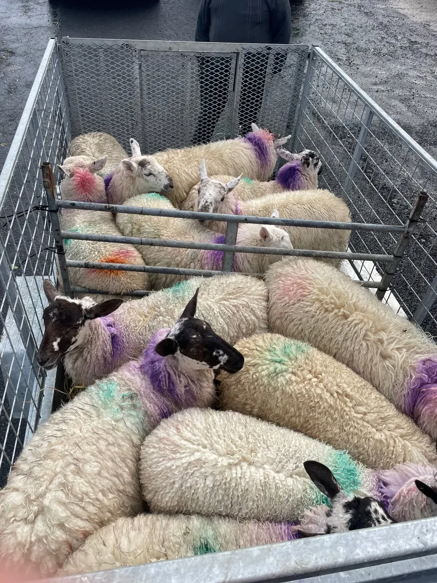 Cheviot X Lambs - Image 2