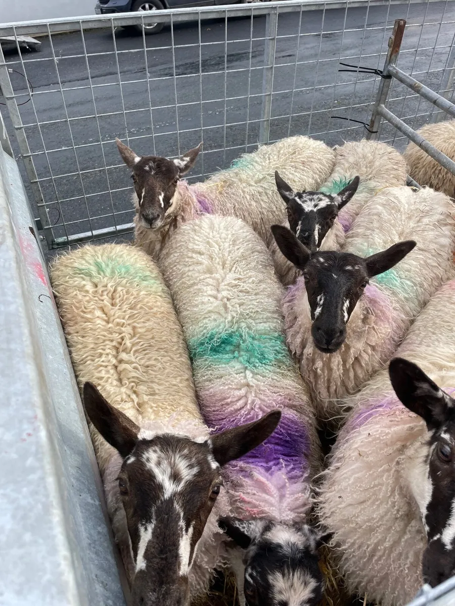 Cheviot X Lambs - Image 3
