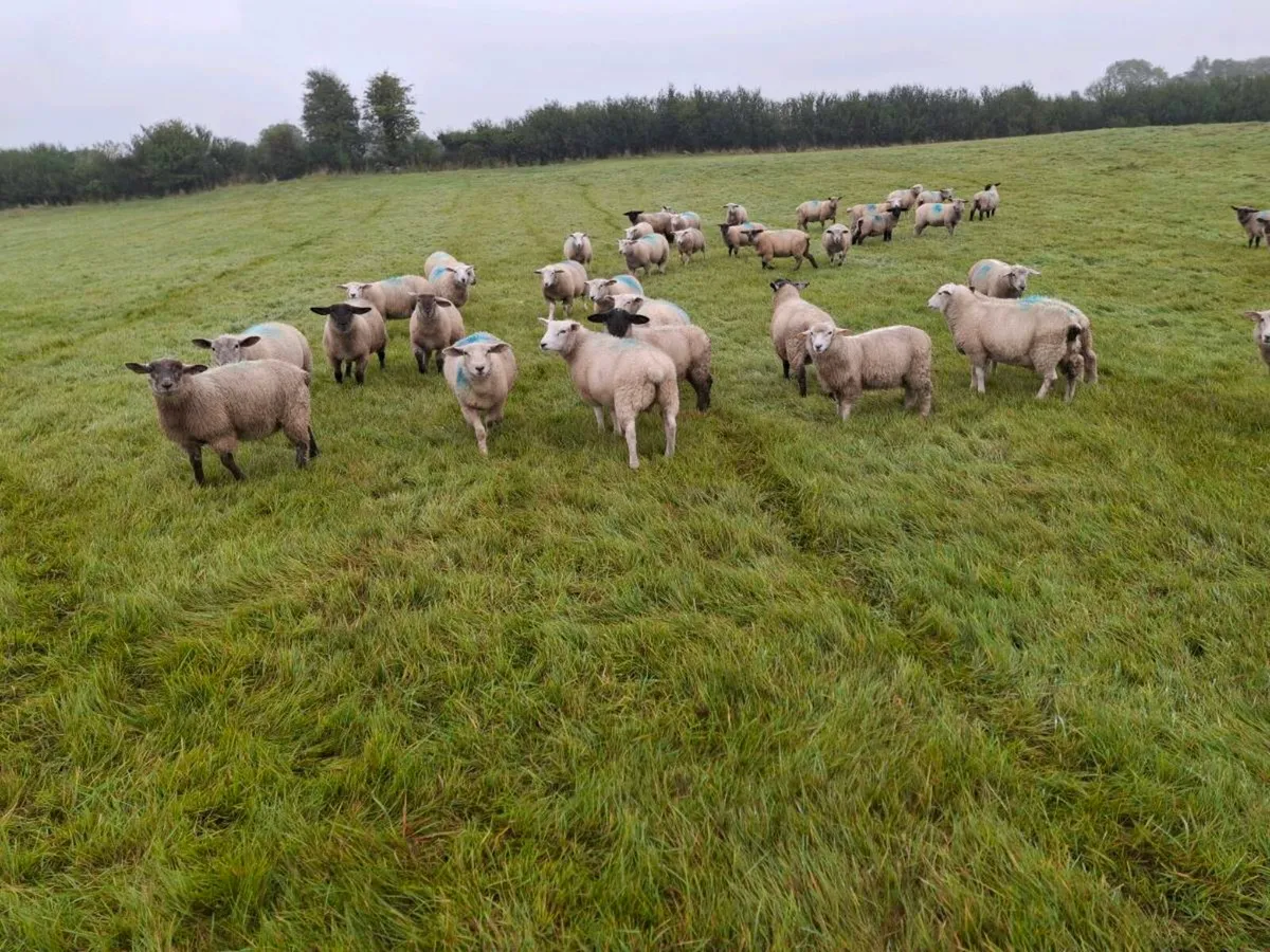 Store lambs - Image 1