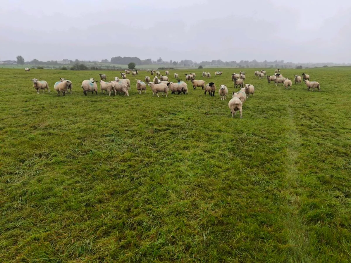 Store lambs - Image 2