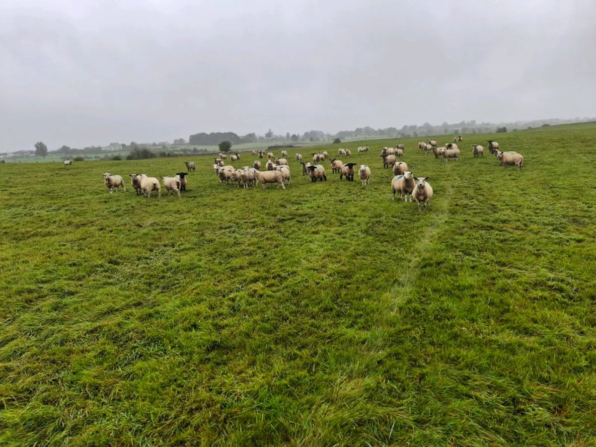 Store lambs - Image 3