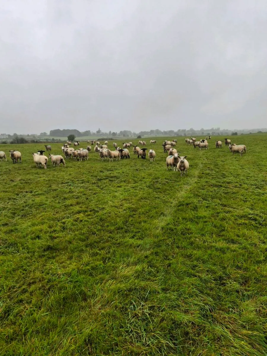 Store lambs - Image 4