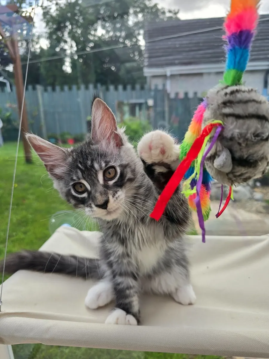 Maine Coon kittens - Image 2