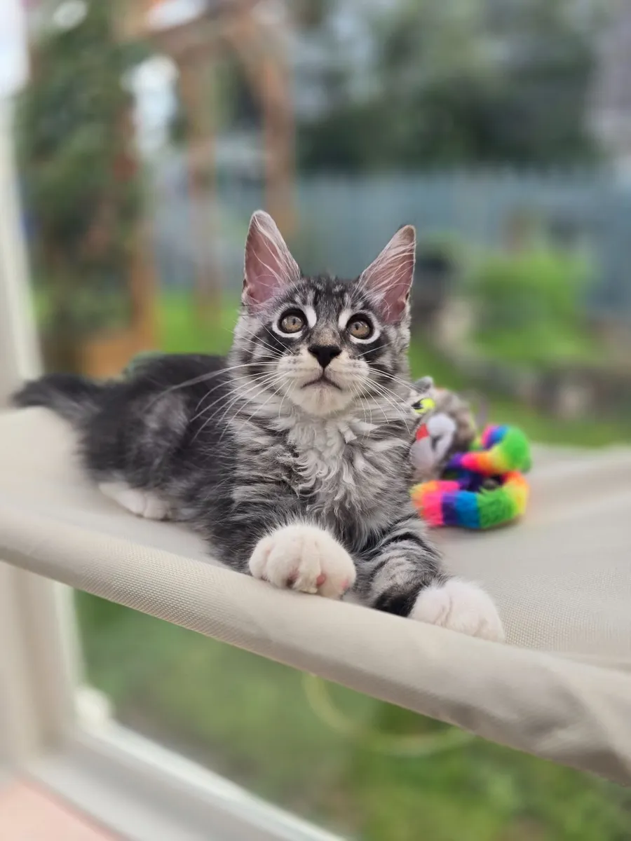 Maine Coon kittens - Image 3