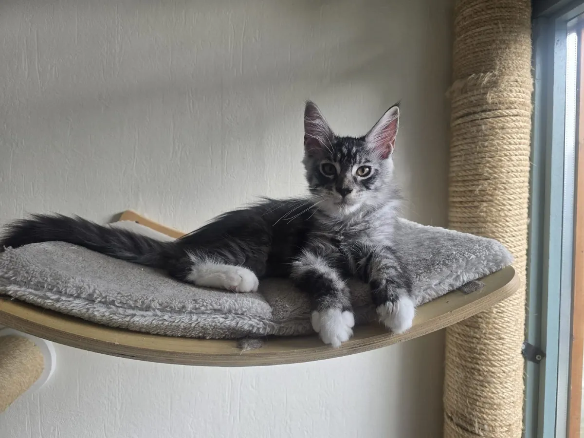 Maine Coon kittens - Image 4