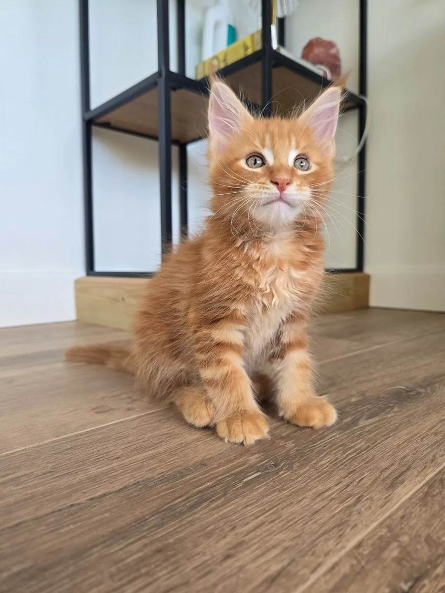 Maine Coon kittens - Image 1