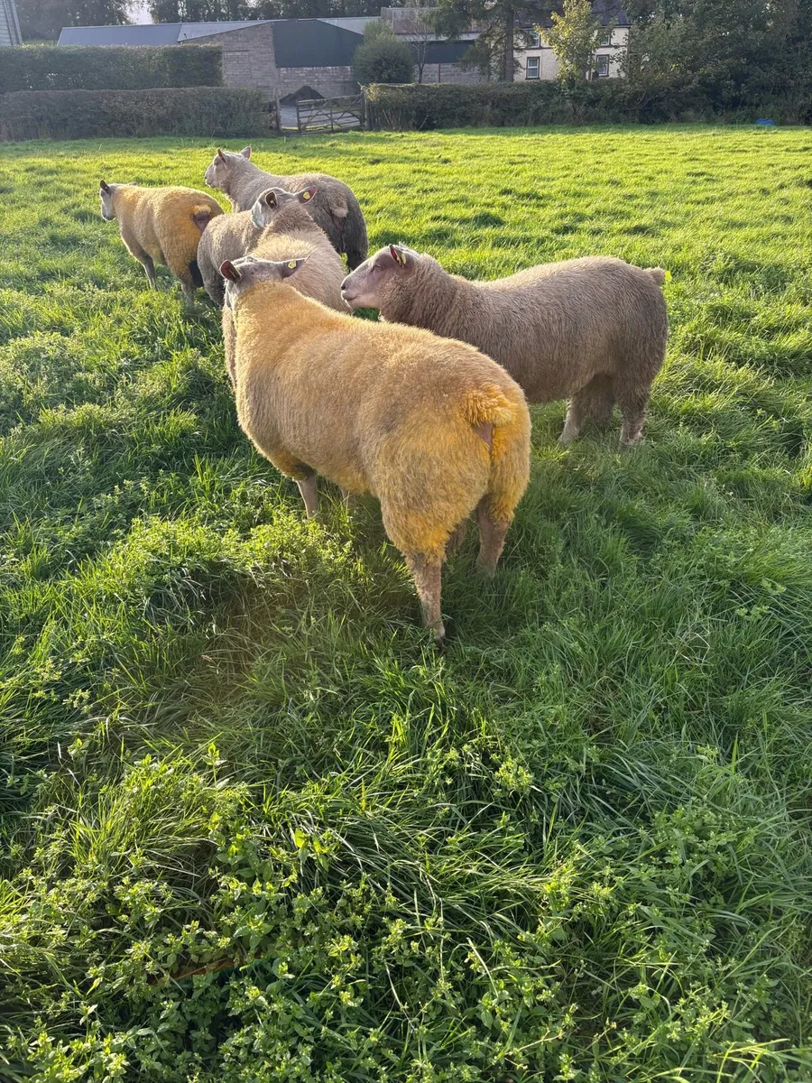 Charollaois ram lambs - Image 2
