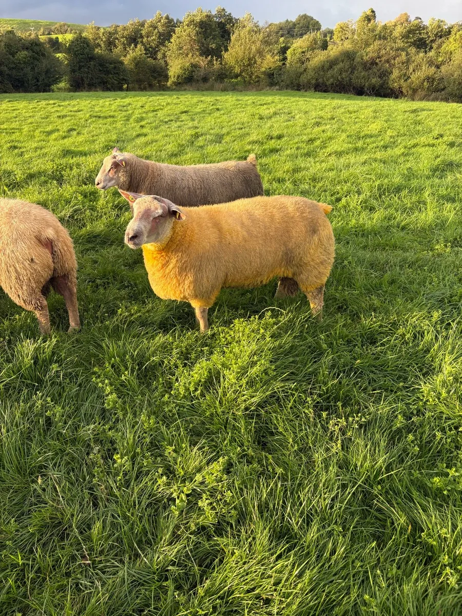 Charollaois ram lambs - Image 1