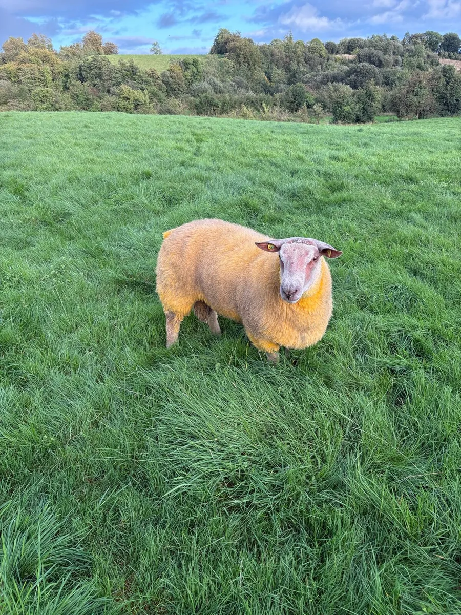 Charollaois ram lambs - Image 3