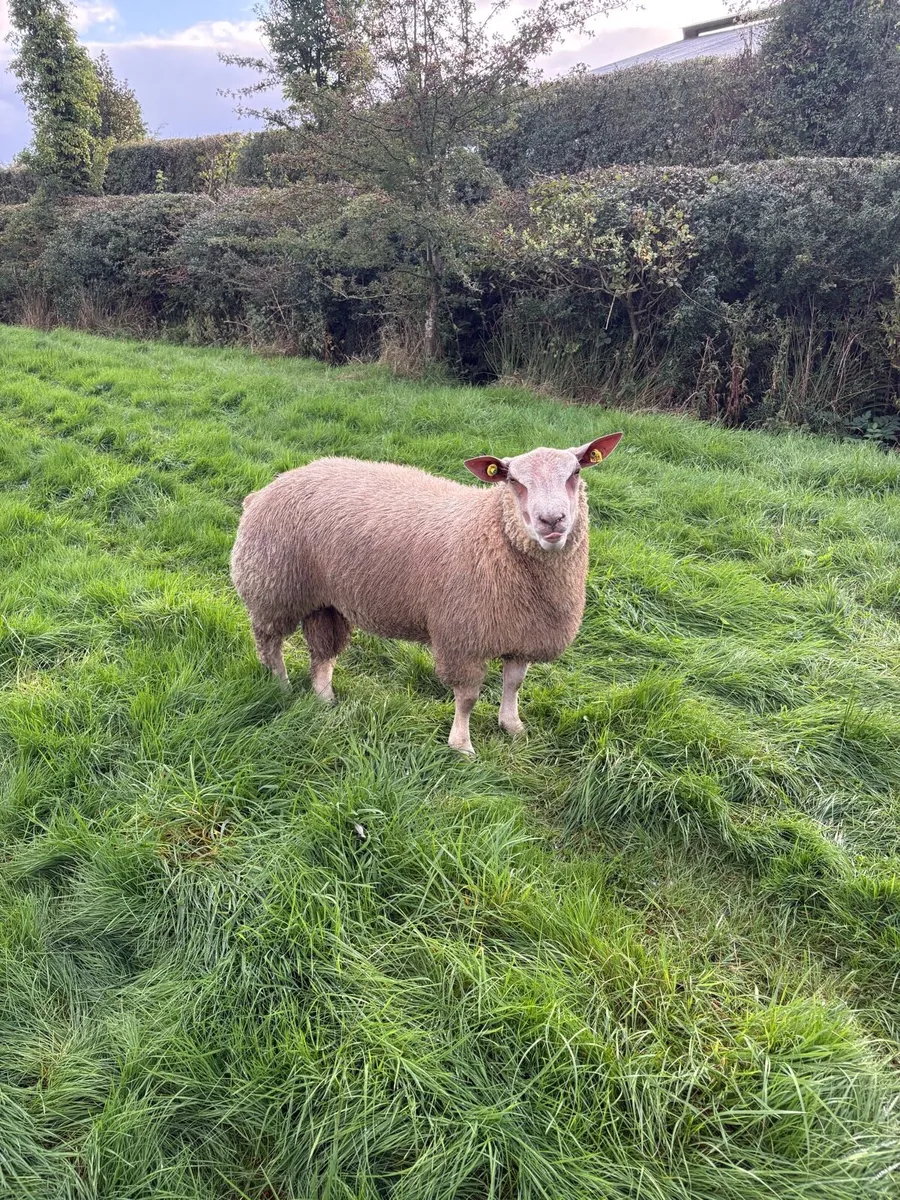 Charollaois ram lambs - Image 4